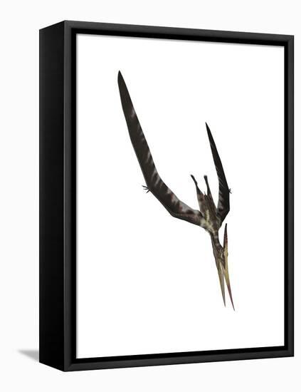 Pteranodon Flying Reptile-Stocktrek Images-Framed Stretched Canvas