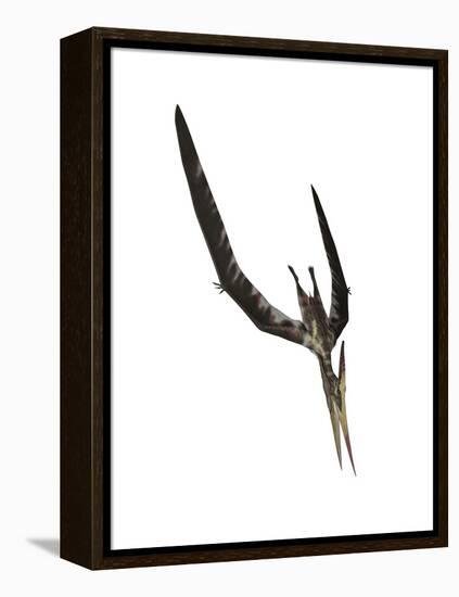 Pteranodon Flying Reptile-Stocktrek Images-Framed Stretched Canvas