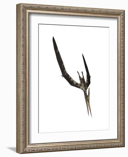 Pteranodon Flying Reptile-Stocktrek Images-Framed Art Print