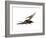 Pteranodon Flying Reptile-Stocktrek Images-Framed Art Print