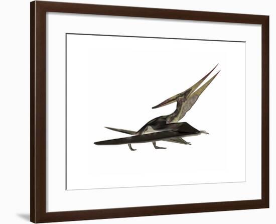 Pteranodon Flying Reptile-Stocktrek Images-Framed Art Print