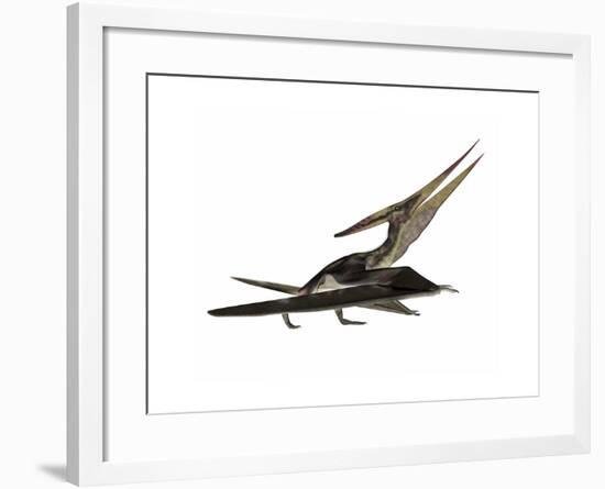 Pteranodon Flying Reptile-Stocktrek Images-Framed Art Print