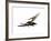 Pteranodon Flying Reptile-Stocktrek Images-Framed Art Print