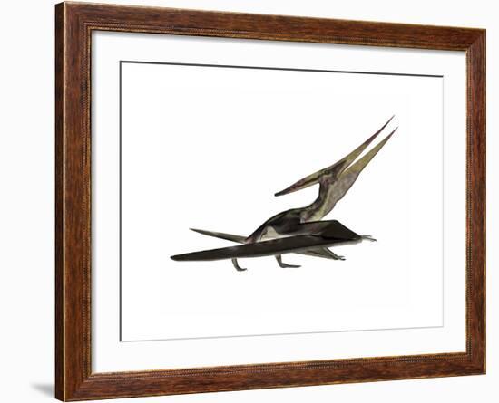 Pteranodon Flying Reptile-Stocktrek Images-Framed Art Print