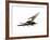 Pteranodon Flying Reptile-Stocktrek Images-Framed Art Print