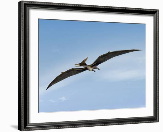 Pteranodon Pterosaur, Artwork-Friedrich Saurer-Framed Photographic Print