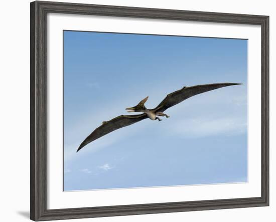 Pteranodon Pterosaur, Artwork-Friedrich Saurer-Framed Photographic Print