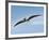 Pteranodon Pterosaur, Artwork-Friedrich Saurer-Framed Photographic Print