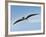 Pteranodon Pterosaur, Artwork-Friedrich Saurer-Framed Photographic Print