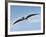 Pteranodon Pterosaur, Artwork-Friedrich Saurer-Framed Photographic Print