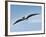 Pteranodon Pterosaur, Artwork-Friedrich Saurer-Framed Photographic Print