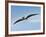 Pteranodon Pterosaur, Artwork-Friedrich Saurer-Framed Photographic Print