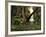 Pteranodon Pterosaur, Artwork-Friedrich Saurer-Framed Photographic Print