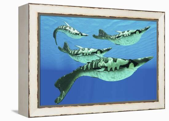 Pteraspis Is an Extinct Genus of Jawless Ocean Fish That Lived in the Devonian Period-null-Framed Stretched Canvas