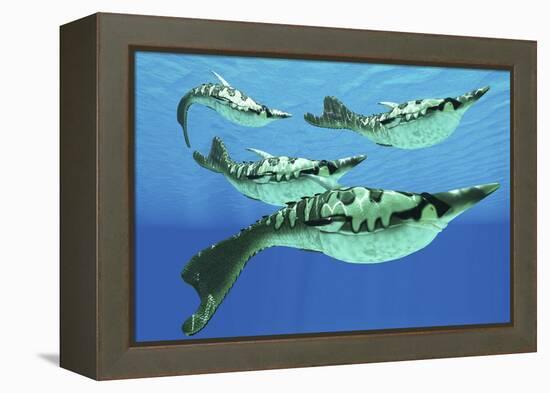 Pteraspis Is an Extinct Genus of Jawless Ocean Fish That Lived in the Devonian Period-null-Framed Stretched Canvas