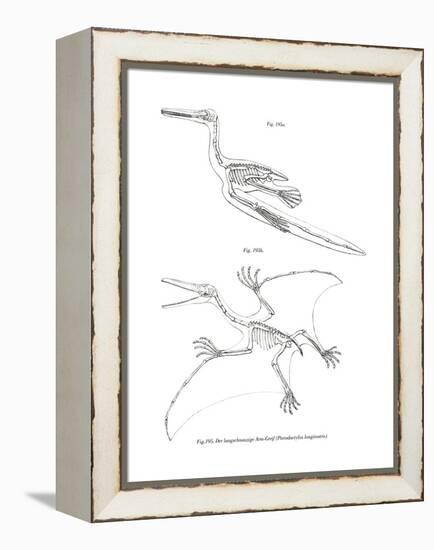 Pterodactyl-null-Framed Premier Image Canvas