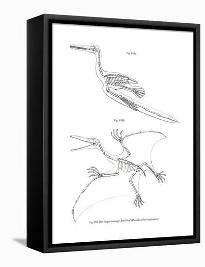 Pterodactyl-null-Framed Premier Image Canvas