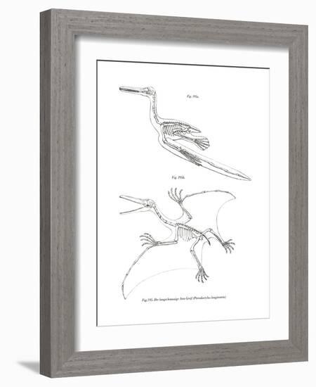 Pterodactyl-null-Framed Giclee Print