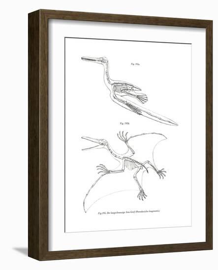 Pterodactyl-null-Framed Giclee Print