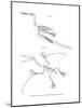 Pterodactyl-null-Mounted Giclee Print