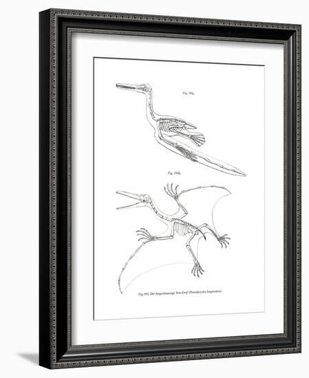 Pterodactyl-null-Framed Giclee Print