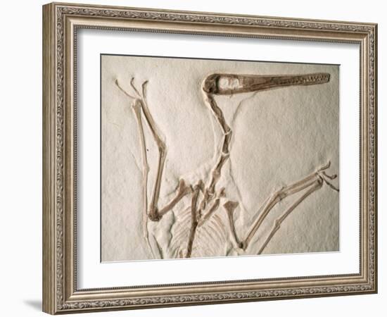 Pterodactylus Dinosaur Fossil from the Late Jurassic Era-Kevin Schafer-Framed Premium Photographic Print