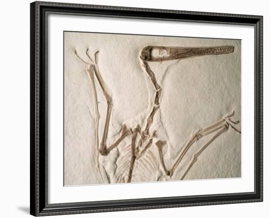 Pterodactylus Dinosaur Fossil from the Late Jurassic Era-Kevin Schafer-Framed Photographic Print