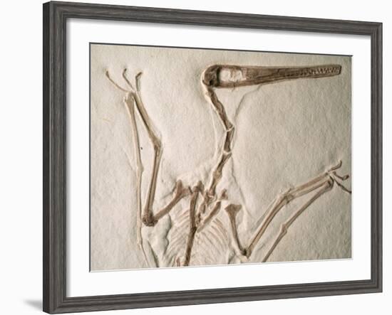 Pterodactylus Dinosaur Fossil from the Late Jurassic Era-Kevin Schafer-Framed Photographic Print