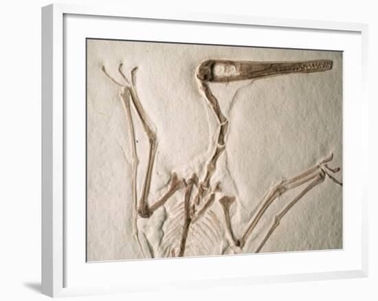 Pterodactylus Dinosaur Fossil from the Late Jurassic Era-Kevin Schafer-Framed Photographic Print