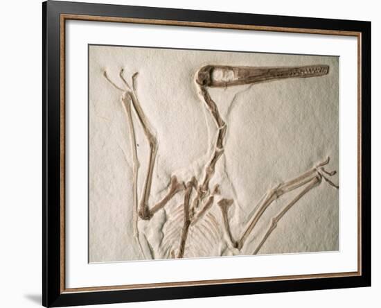 Pterodactylus Dinosaur Fossil from the Late Jurassic Era-Kevin Schafer-Framed Photographic Print