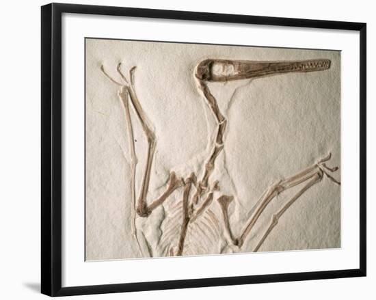 Pterodactylus Dinosaur Fossil from the Late Jurassic Era-Kevin Schafer-Framed Photographic Print