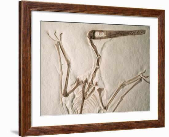 Pterodactylus Dinosaur Fossil from the Late Jurassic Era-Kevin Schafer-Framed Photographic Print