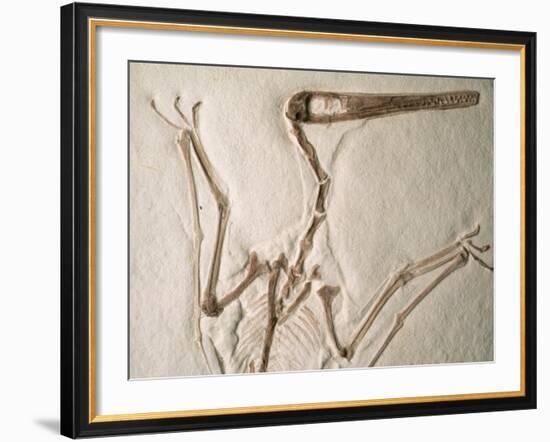 Pterodactylus Dinosaur Fossil from the Late Jurassic Era-Kevin Schafer-Framed Photographic Print