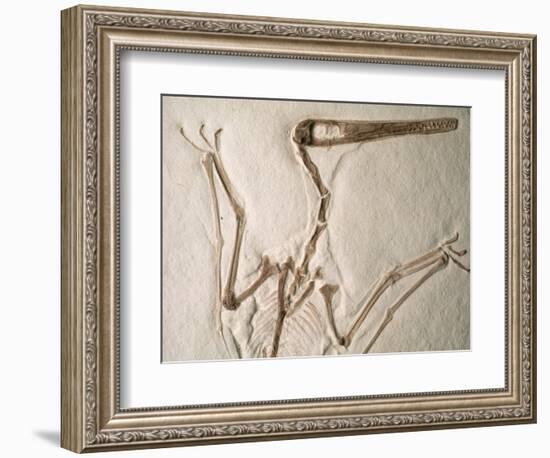 Pterodactylus Dinosaur Fossil from the Late Jurassic Era-Kevin Schafer-Framed Photographic Print