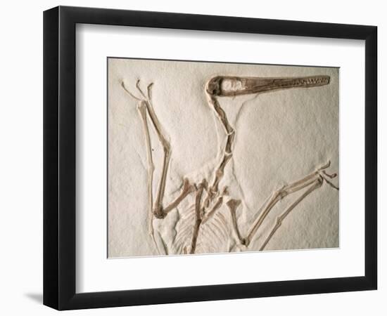 Pterodactylus Dinosaur Fossil from the Late Jurassic Era-Kevin Schafer-Framed Photographic Print