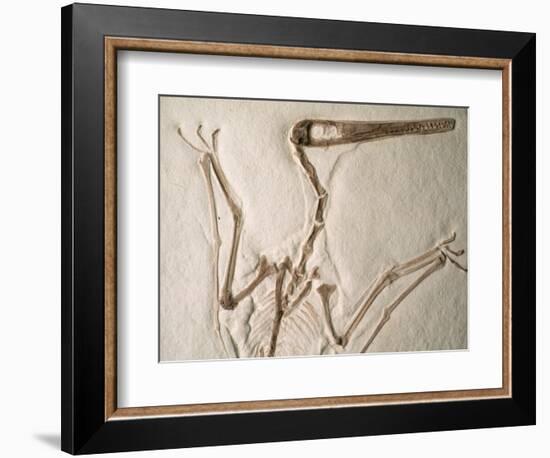 Pterodactylus Dinosaur Fossil from the Late Jurassic Era-Kevin Schafer-Framed Photographic Print