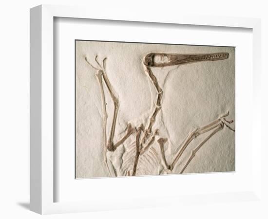 Pterodactylus Dinosaur Fossil from the Late Jurassic Era-Kevin Schafer-Framed Photographic Print