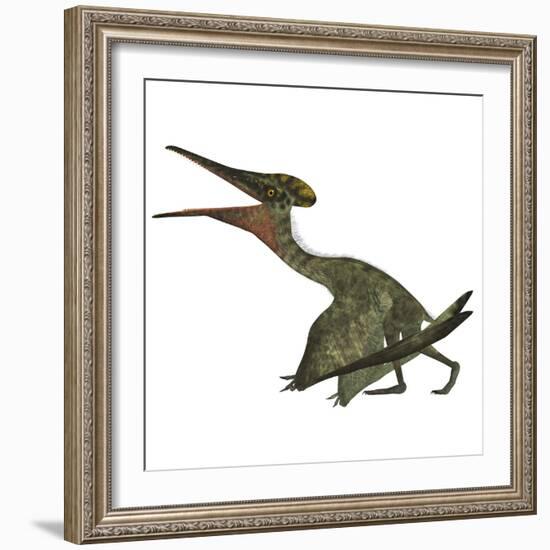 Pterodactylus Flying Reptile-Stocktrek Images-Framed Art Print