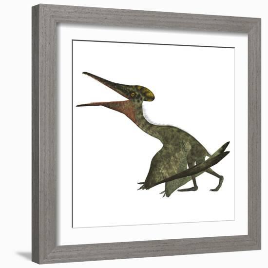 Pterodactylus Flying Reptile-Stocktrek Images-Framed Art Print