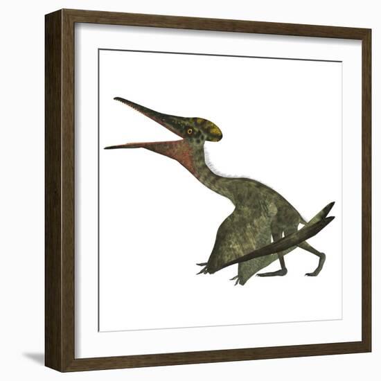 Pterodactylus Flying Reptile-Stocktrek Images-Framed Art Print