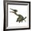 Pterodactylus Flying Reptile-Stocktrek Images-Framed Art Print