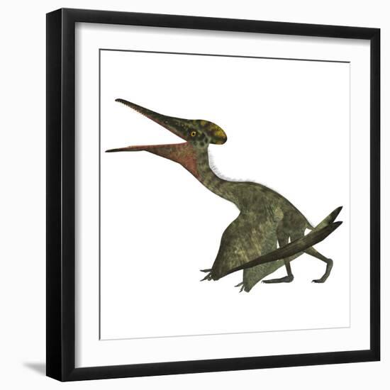 Pterodactylus Flying Reptile-Stocktrek Images-Framed Art Print