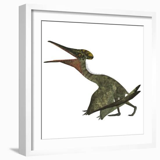 Pterodactylus Flying Reptile-Stocktrek Images-Framed Art Print