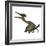 Pterodactylus Flying Reptile-Stocktrek Images-Framed Art Print