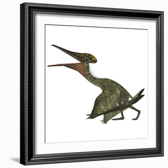 Pterodactylus Flying Reptile-Stocktrek Images-Framed Art Print