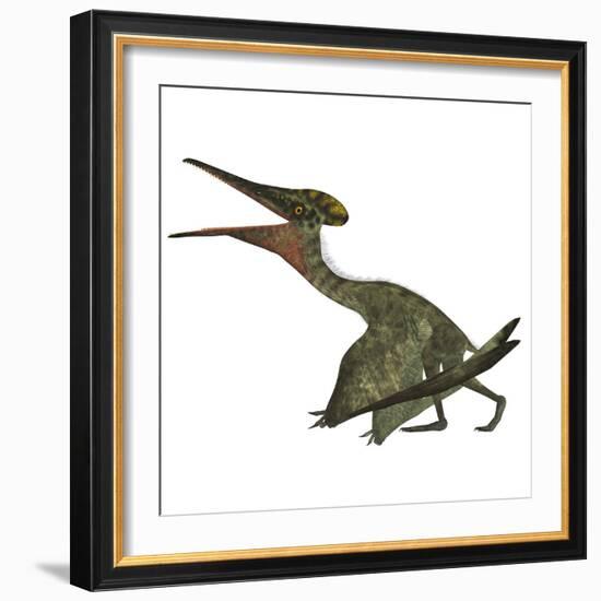 Pterodactylus Flying Reptile-Stocktrek Images-Framed Art Print