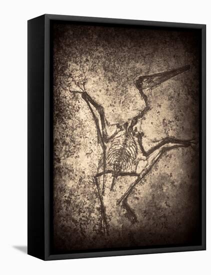Pterodactylus Kochi-Clive Nolan-Framed Premier Image Canvas