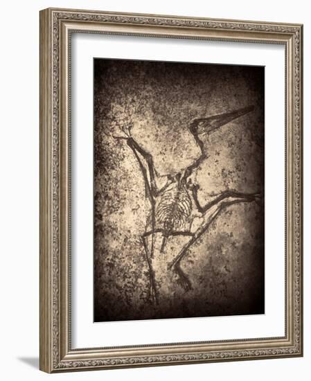 Pterodactylus Kochi-Clive Nolan-Framed Photographic Print