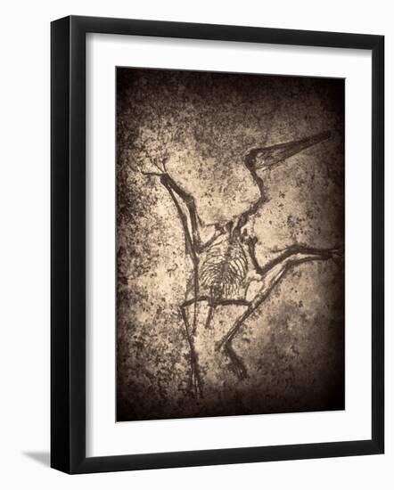 Pterodactylus Kochi-Clive Nolan-Framed Photographic Print