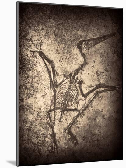 Pterodactylus Kochi-Clive Nolan-Mounted Photographic Print